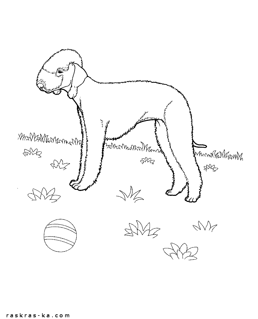 16+ Hundepfote Malvorlage Malvorlagen 2021